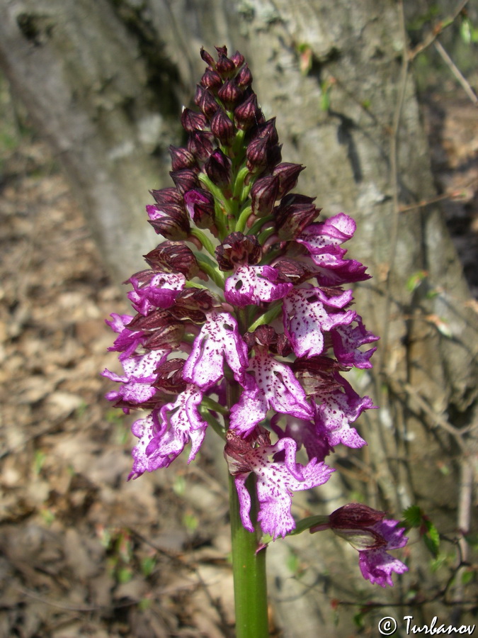 Изображение особи Orchis &times; angusticruris.