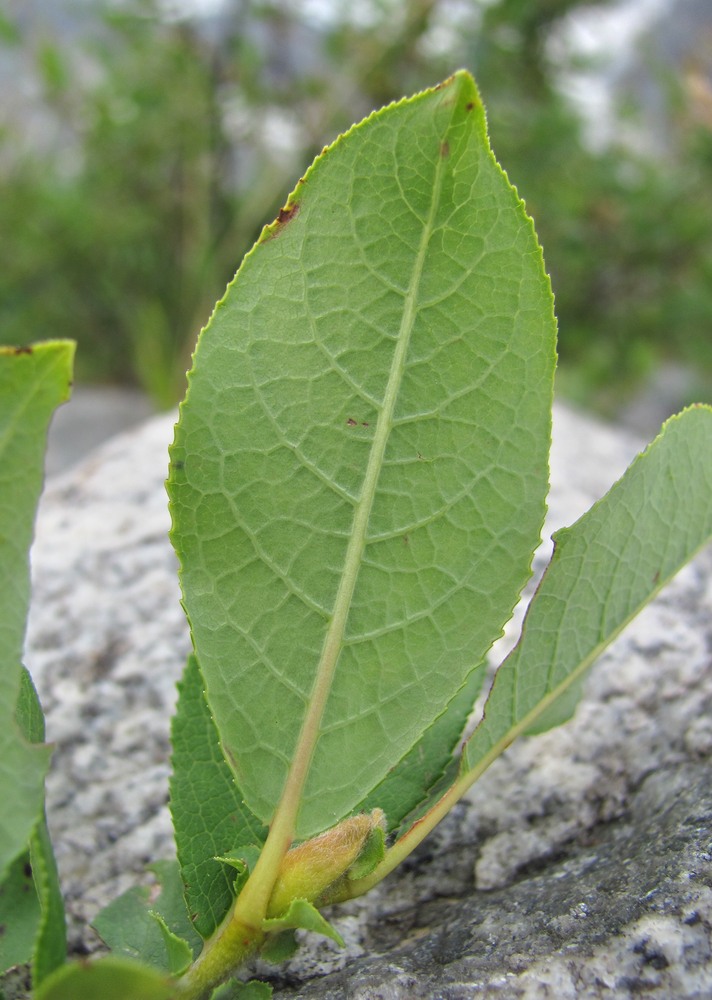 Изображение особи Salix apoda.