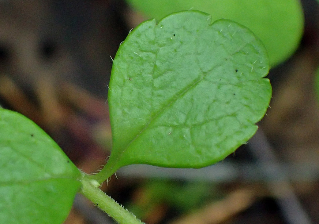 Image of Linnaea borealis specimen.