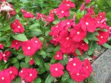 Catharanthus roseus