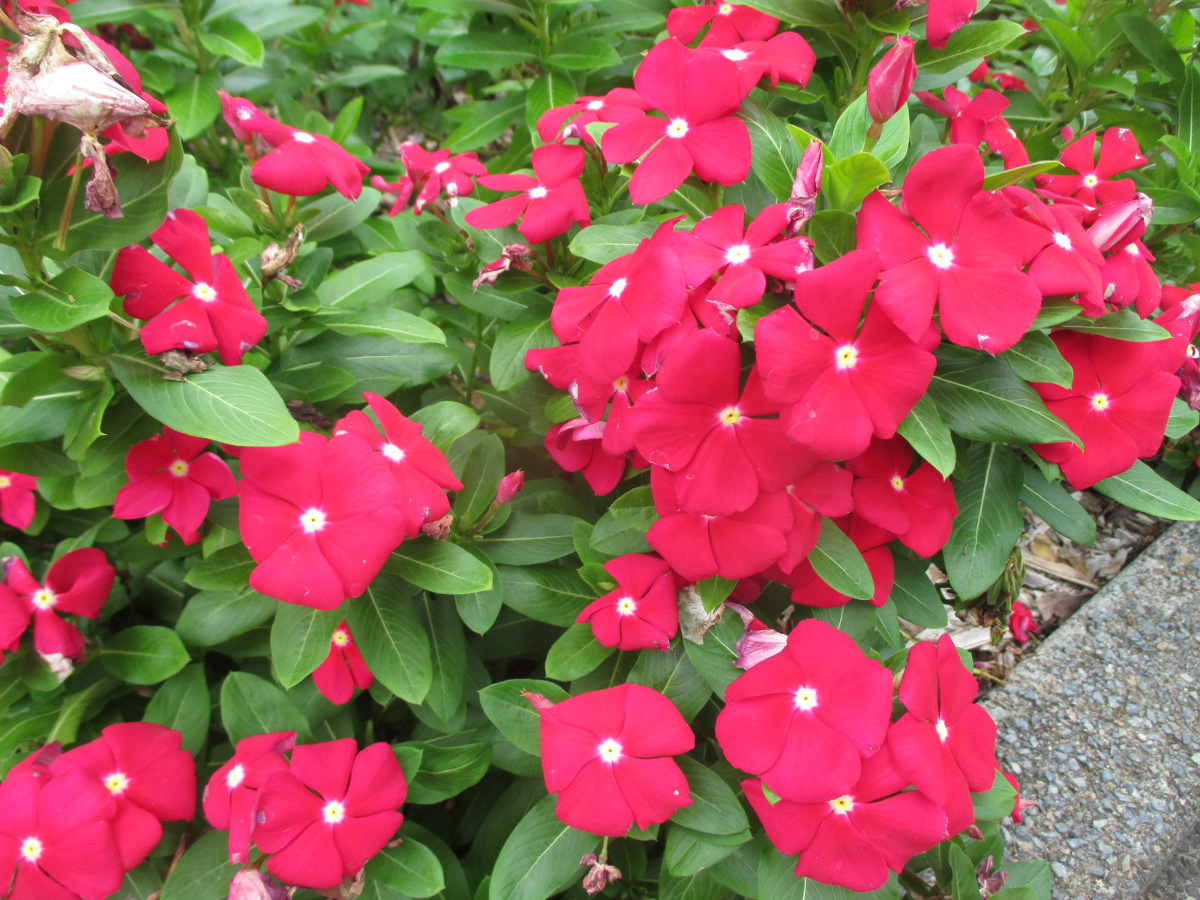 Изображение особи Catharanthus roseus.