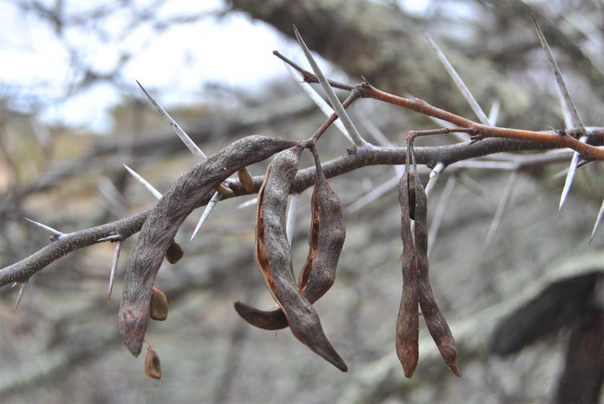 Image of genus Vachellia specimen.