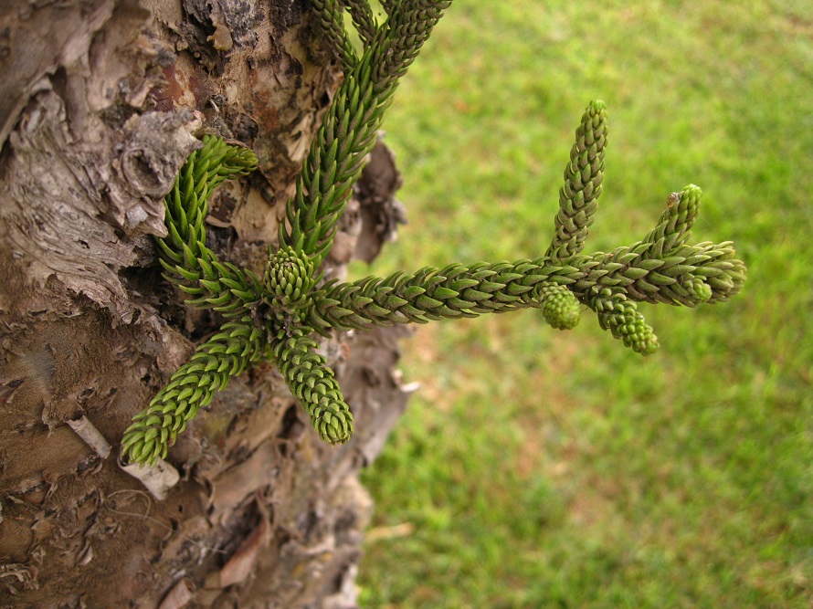 Image of Araucaria heterophylla specimen.