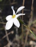 Narcissus obsoletus