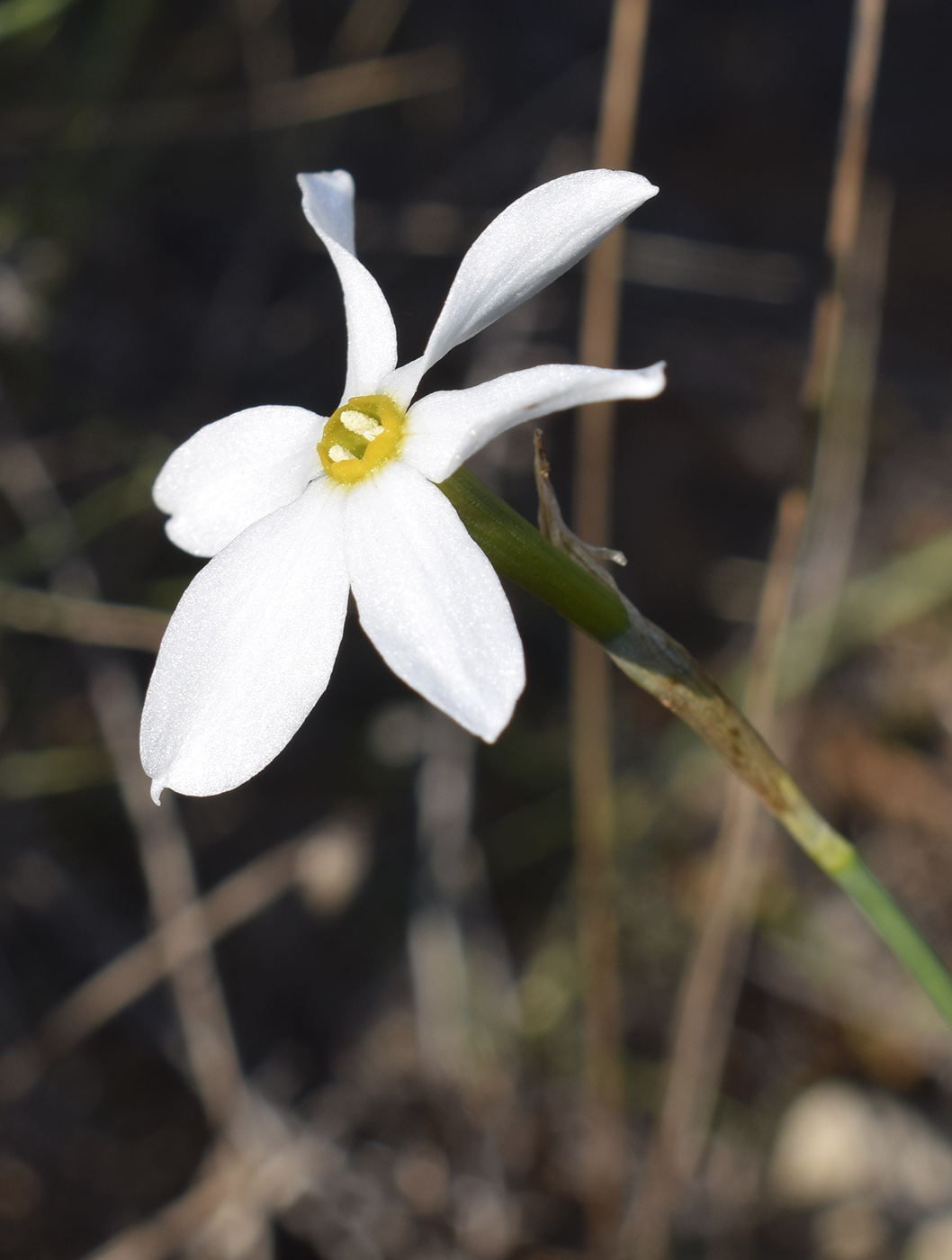 Изображение особи Narcissus obsoletus.