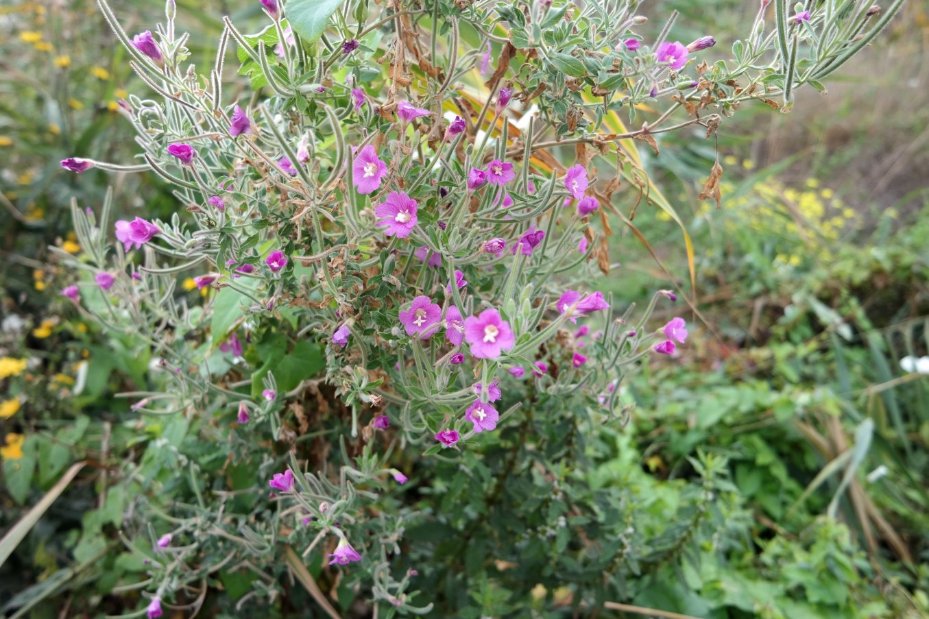 Изображение особи Epilobium villosum.