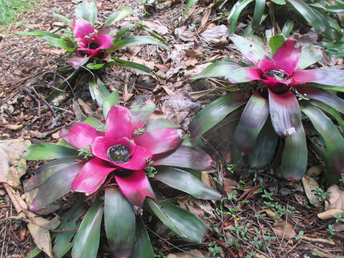 Изображение особи Neoregelia concentrica.