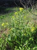 Erysimum repandum. Цветущее и плодоносящее растение. Крым, Керченский п-ов, степь в окр. с. Бондаренково. 2 мая 2010 г.