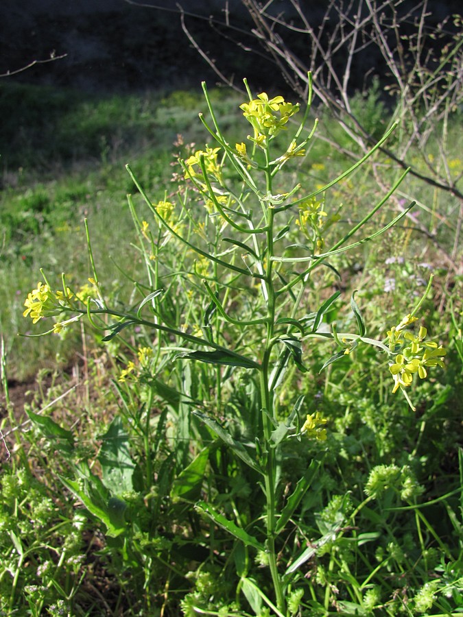 Изображение особи Erysimum repandum.