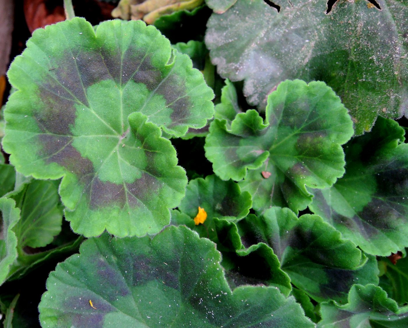 Image of Pelargonium hortorum specimen.