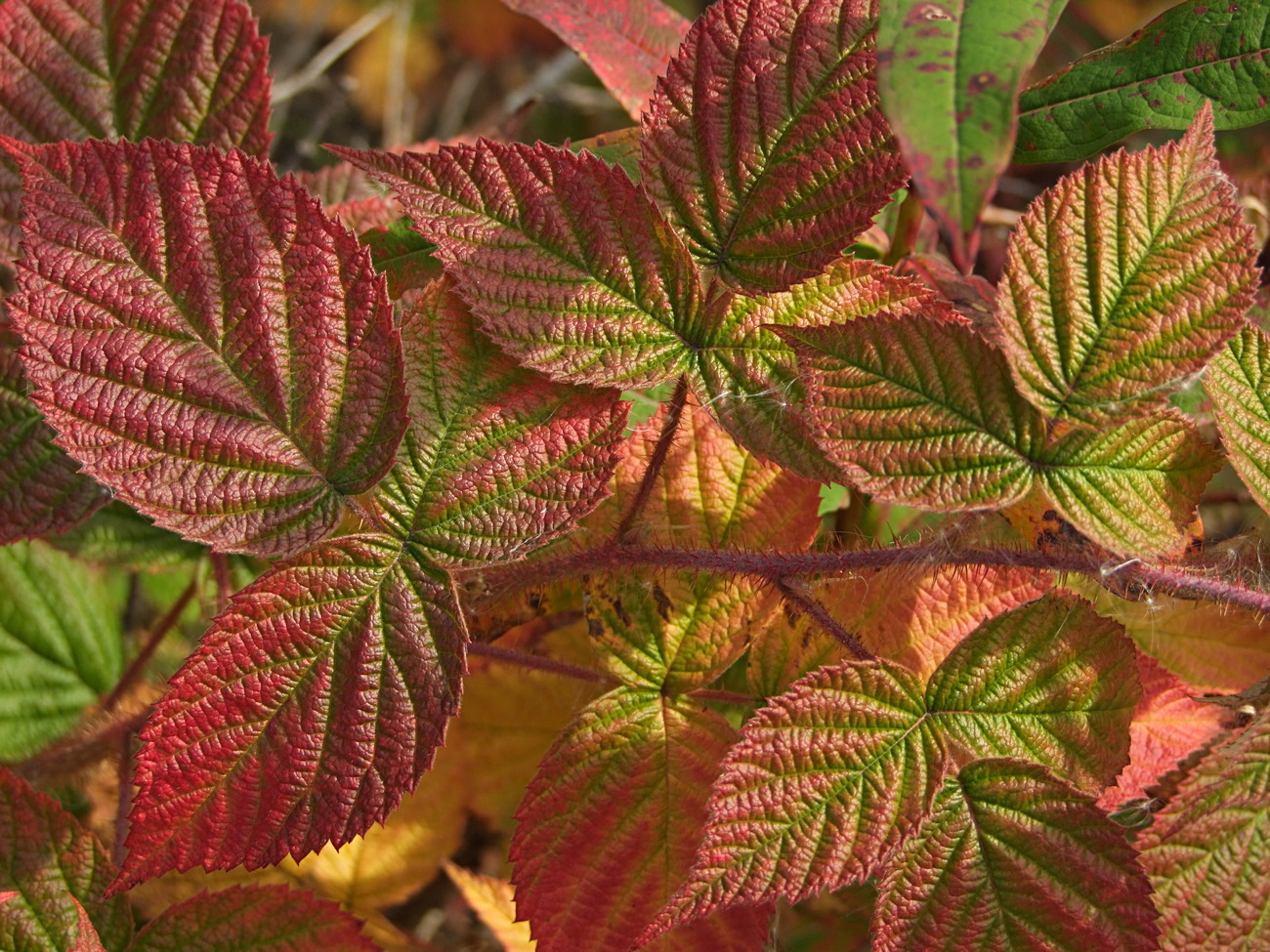 Изображение особи Rubus matsumuranus.