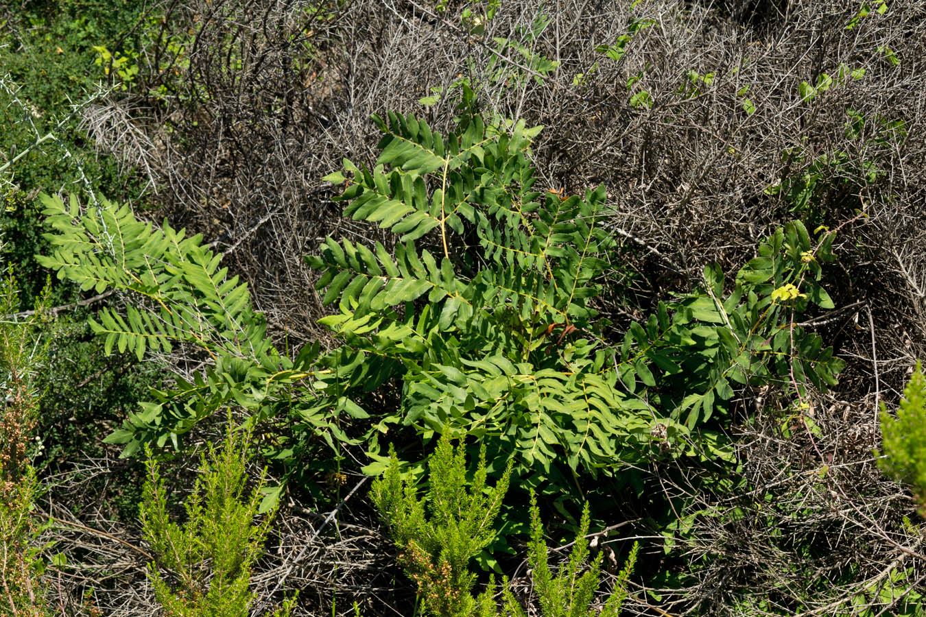 Image of Osmunda regalis specimen.