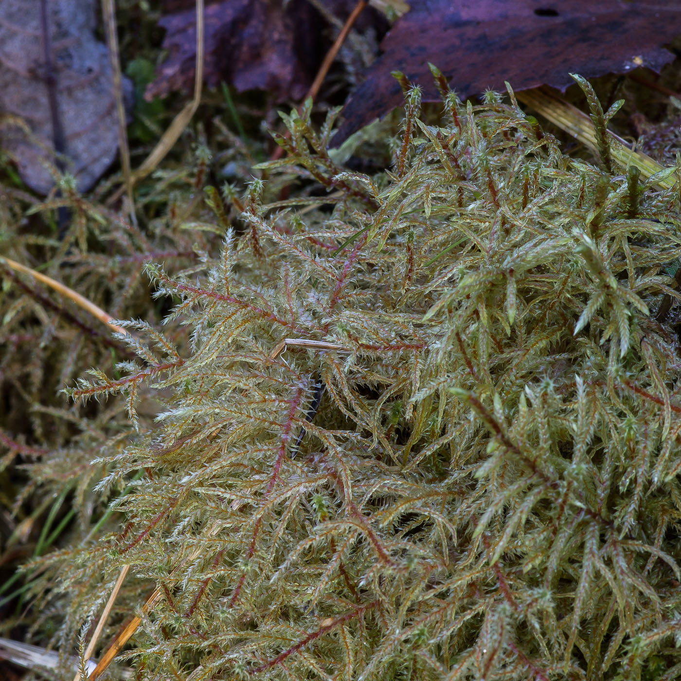 Изображение особи Rhytidiadelphus subpinnatus.