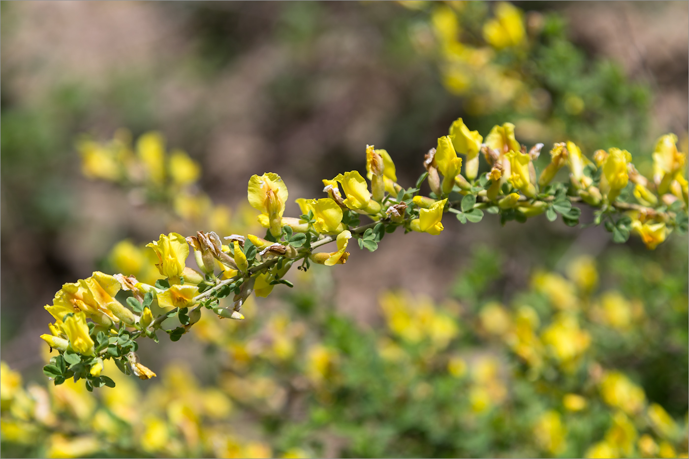 Изображение особи Chamaecytisus ruthenicus.