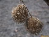 Platanus × acerifolia. Соплодия. Украина, г. Николаев, Заводской р-н, парк \"Лески\". 23.12.2017.