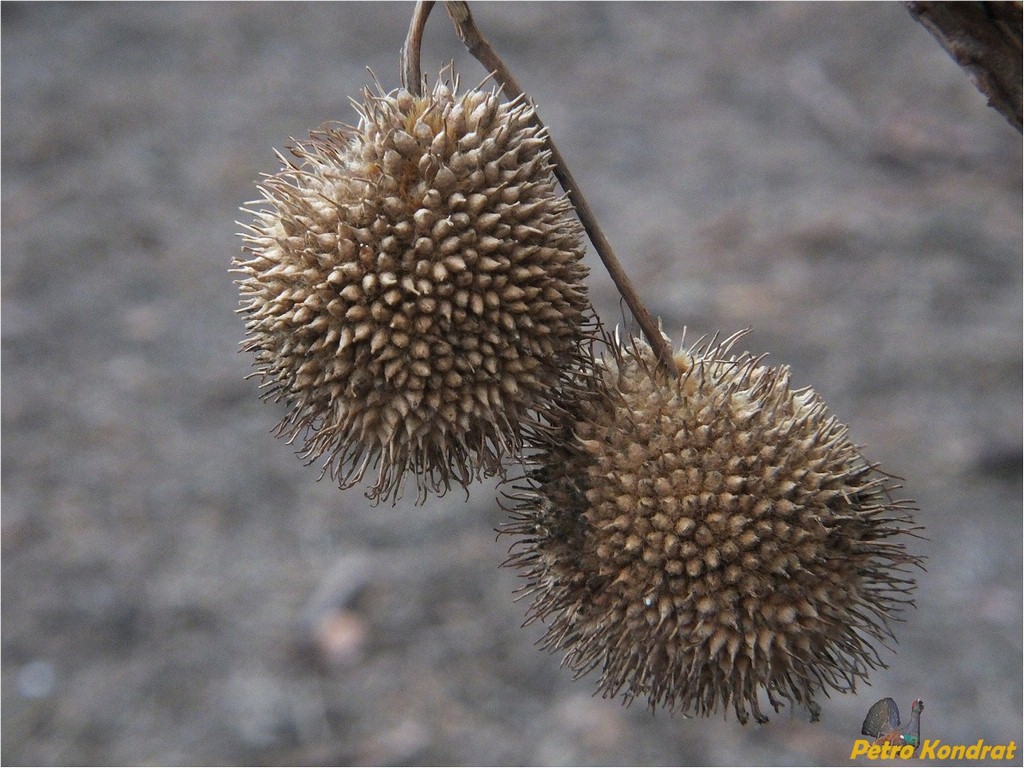 Image of Platanus &times; acerifolia specimen.