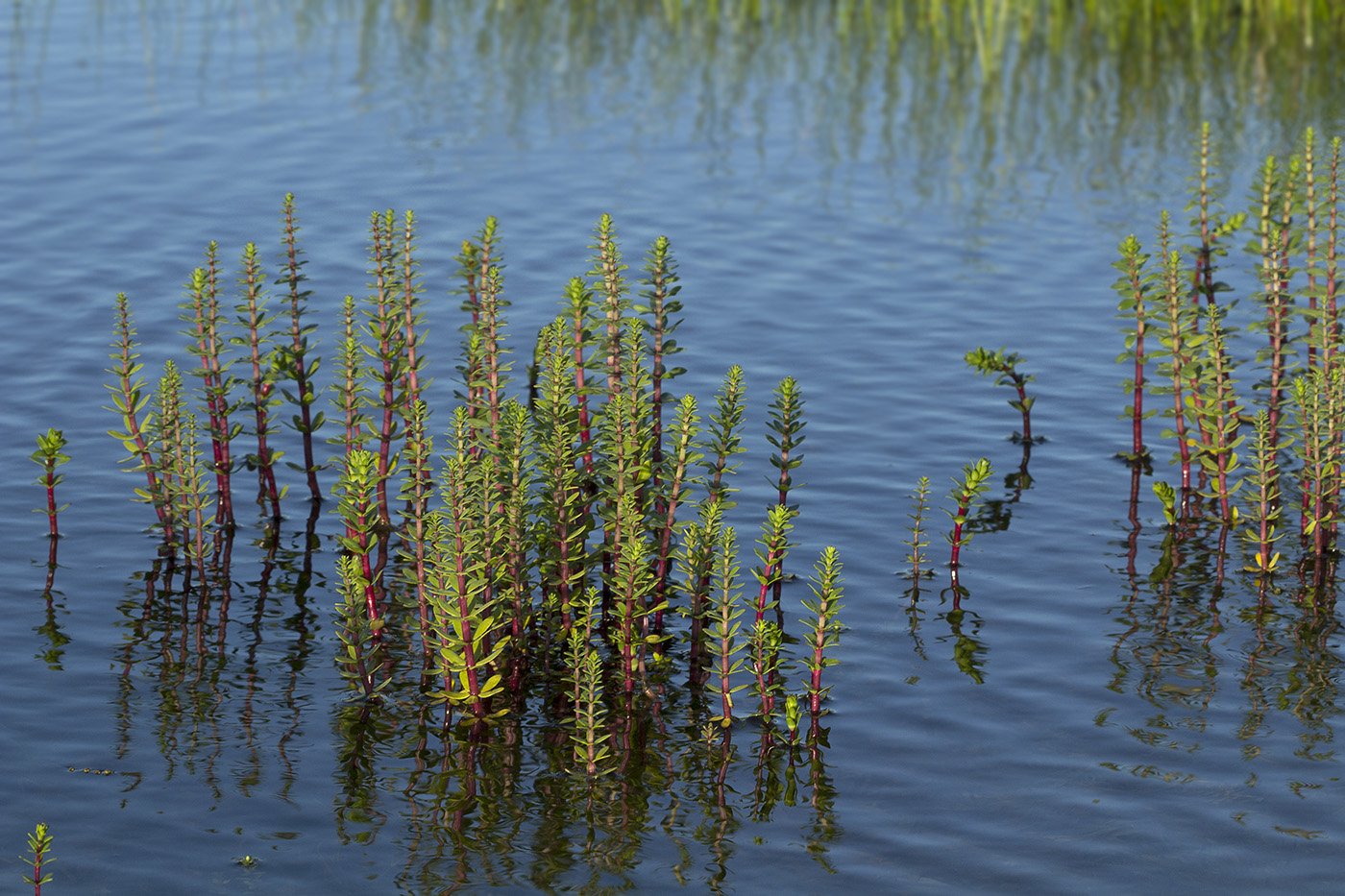 Image of Hippuris tetraphylla specimen.