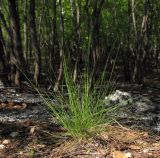 genus Festuca. Цветущее растение. Республика Татарстан, г. Бавлы. 12.05.2010.