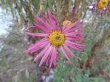 Chrysanthemum indicum