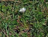 Taraxacum leucanthum. Цветущее растение. Монголия, аймак Завхан, долина р. Идэр-Гол, ≈ 1600 м н.у.м., пойменная терраса. 07.06.2017.