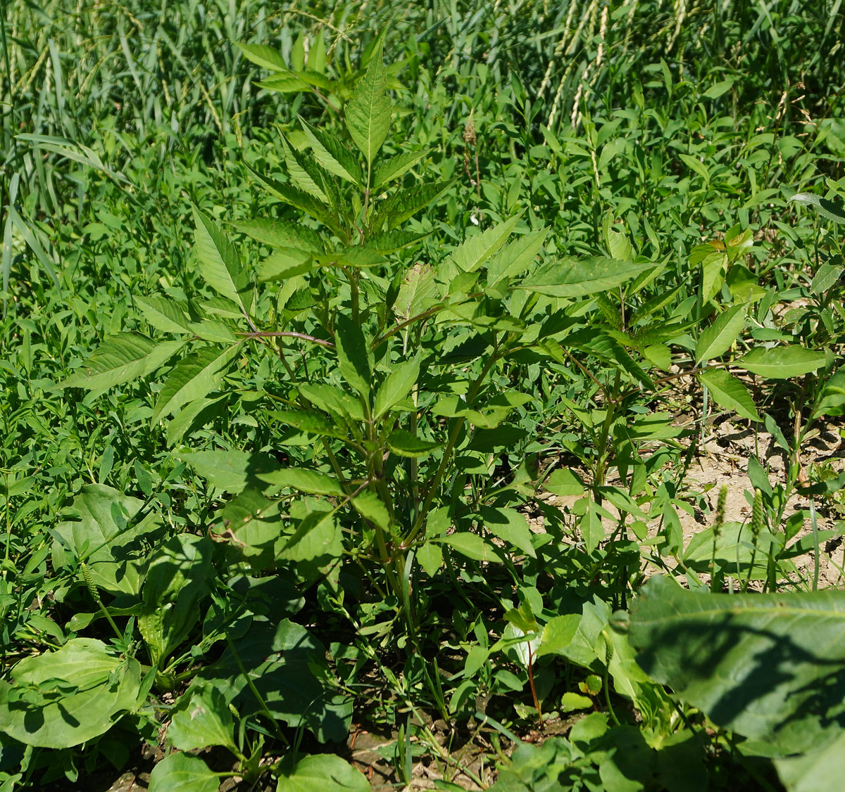 Image of Bidens frondosa specimen.