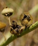 Alcea rosea. Раскрывающиеся зрелые плоды (слева аномальный плод?). Восточный Казахстан, г. Усть-Каменогорск, правый берег р. Иртыш, склон грунтовой дороги, самосев. 16.08.2017.