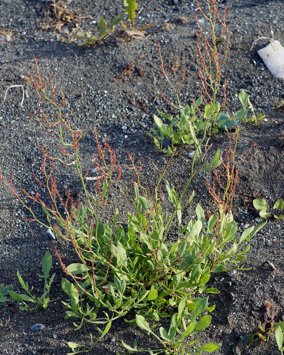 Image of Rumex acetosella specimen.