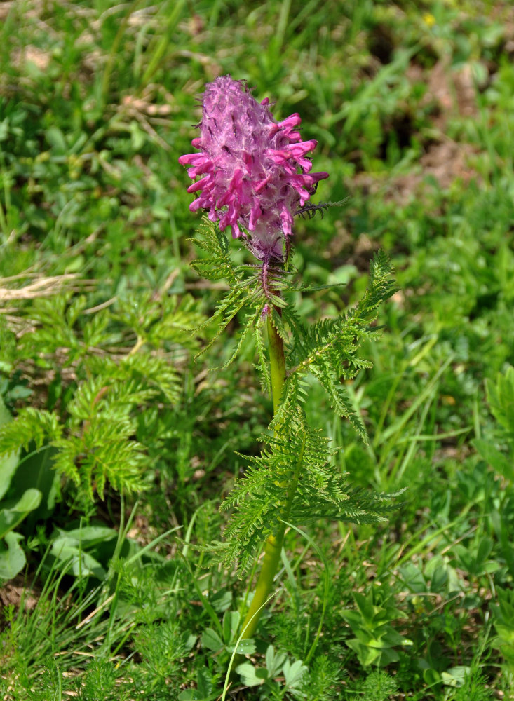 Изображение особи Pedicularis panjutinii.