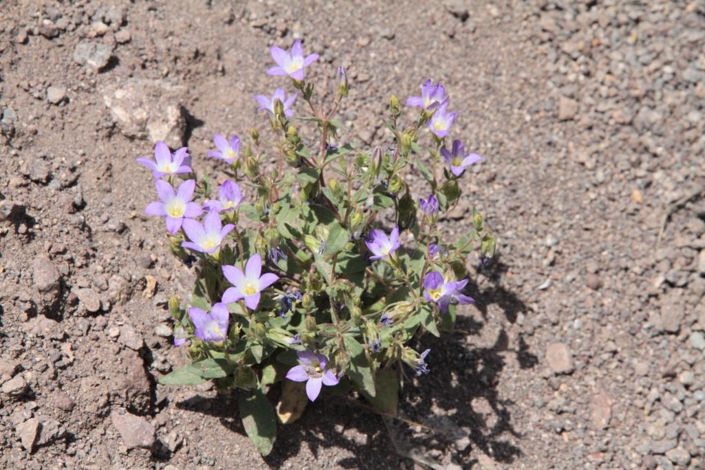 Image of Campanula propinqua specimen.