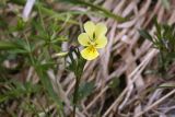 Viola lutea ssp. sudetica