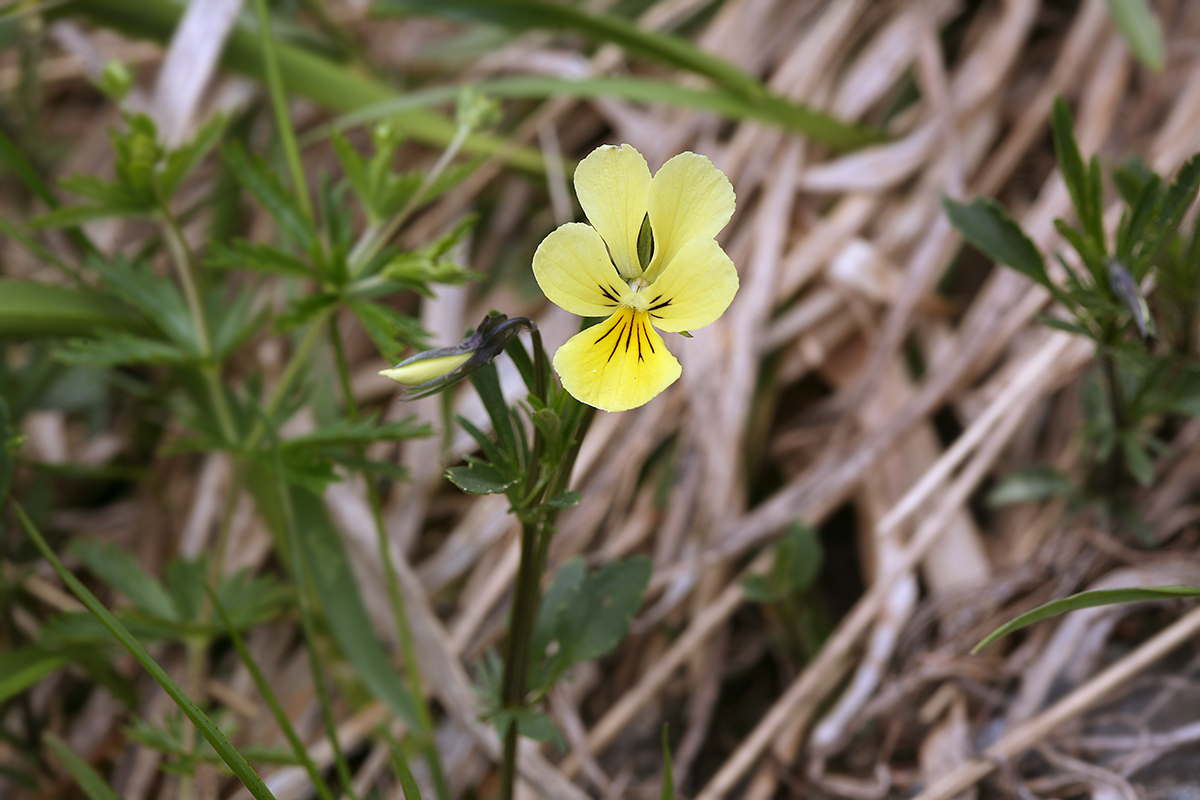 Image of Viola lutea ssp. sudetica specimen.