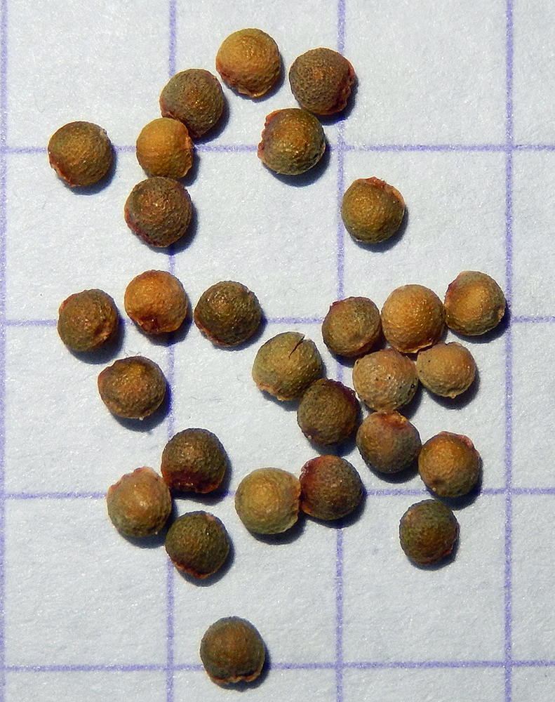 Image of Fumaria schleicheri specimen.
