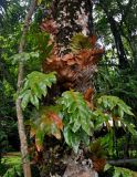 Drynaria quercifolia. Растение на стволе дерева. Малайзия, о-в Калимантан, национальный парк Бако, прибрежный лес. 11.05.2017.