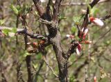 Cerasus tomentosa