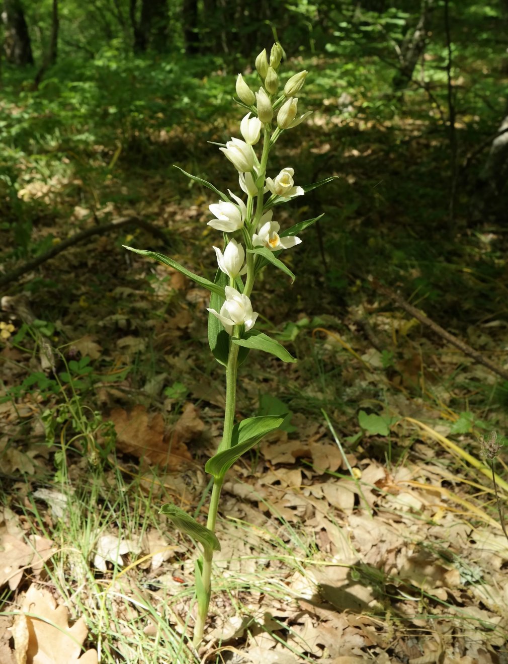 Image of Cephalanthera damasonium specimen.