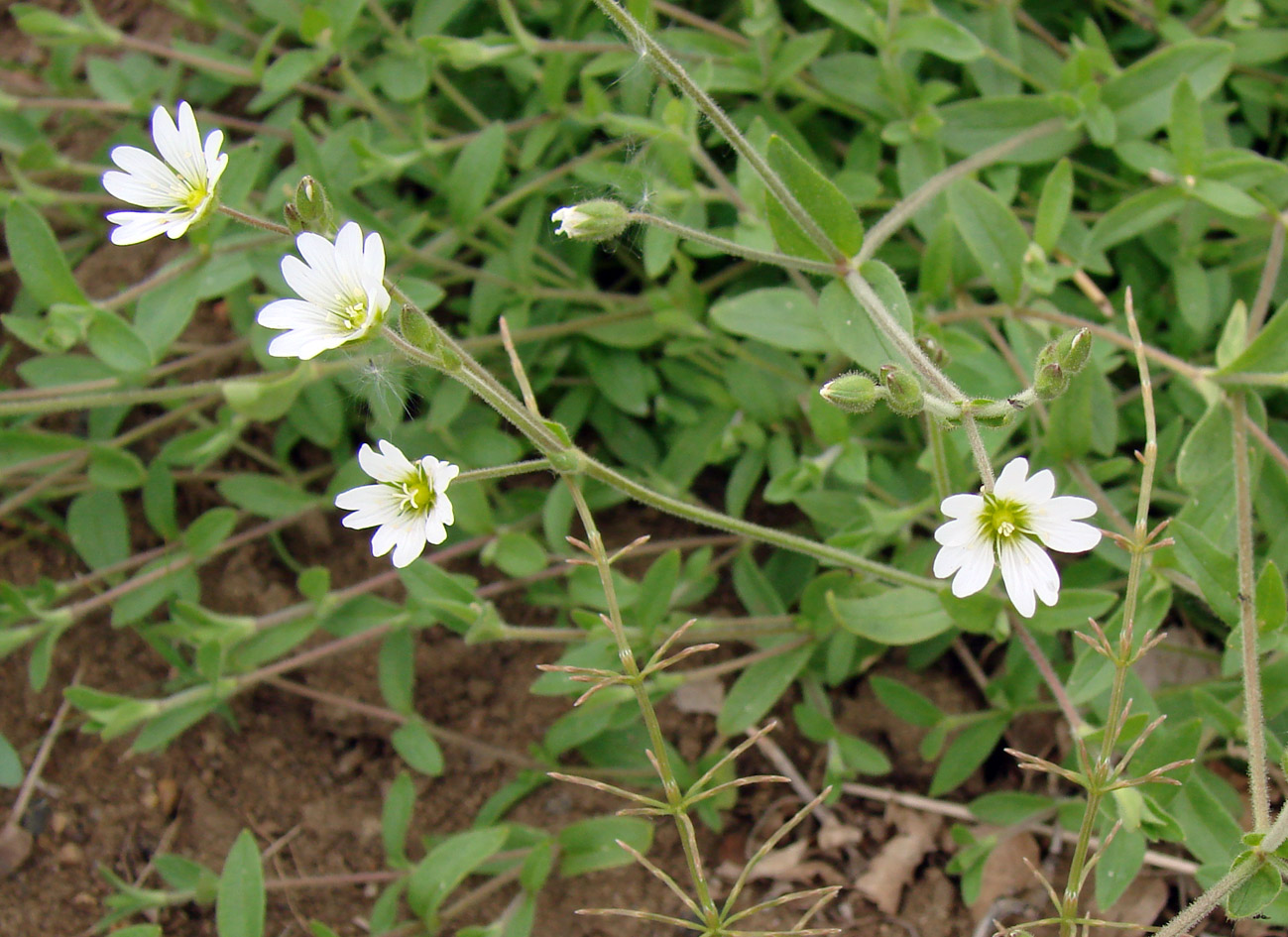 Изображение особи Cerastium arvense.