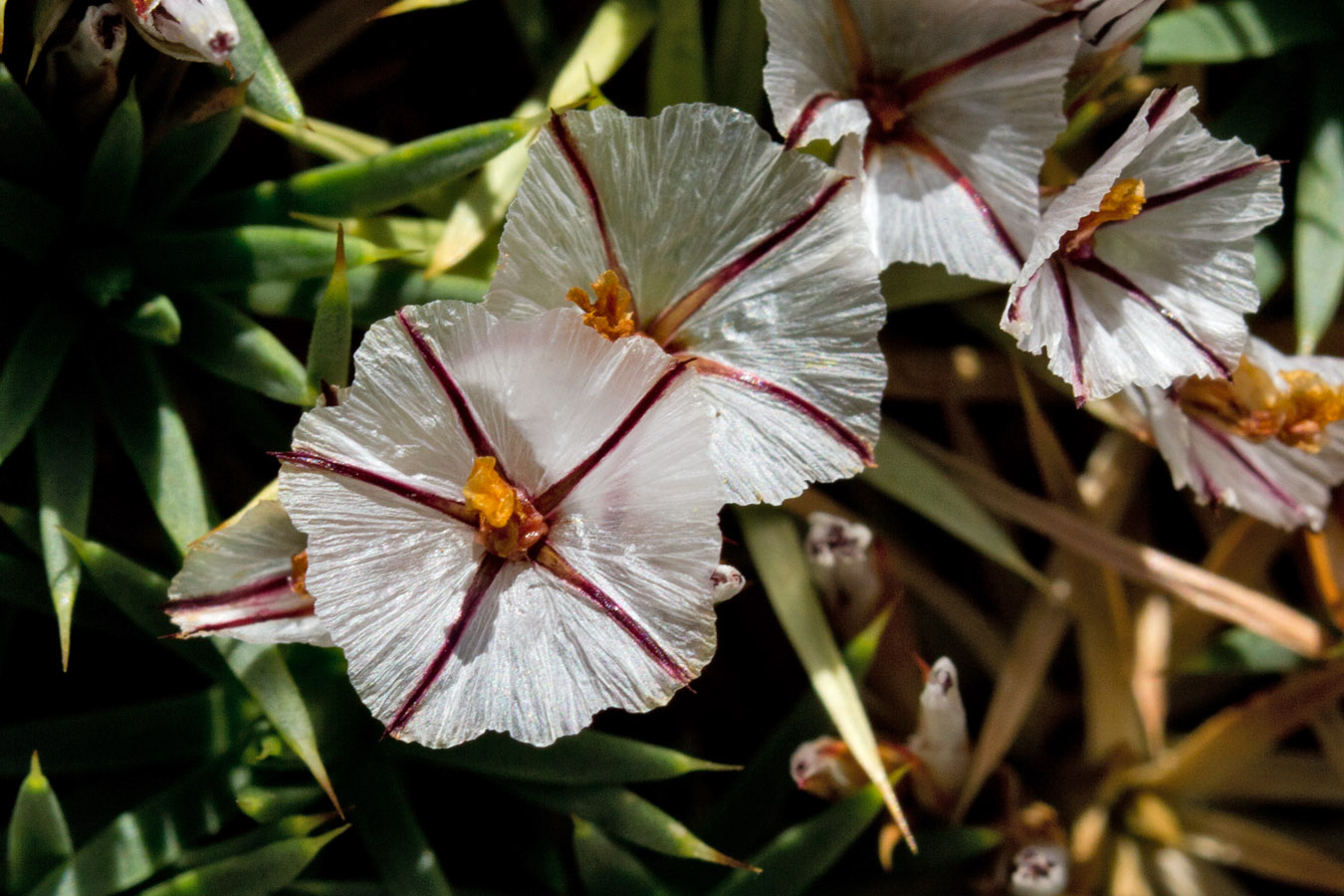 Image of Acantholimon ulicinum specimen.