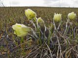 Pulsatilla orientali-sibirica. Цветущее растение (P. patens s.l.). Красноярский край, окр. г. Красноярск. 3 декада мая 2010 г.