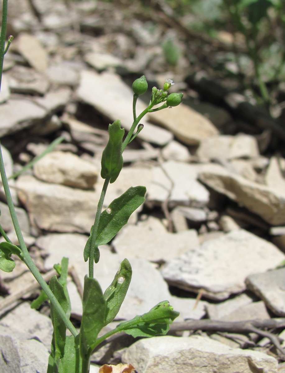 Изображение особи Calepina irregularis.