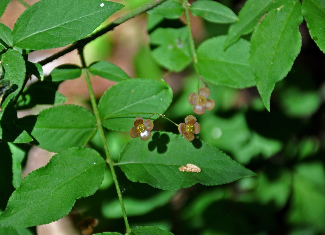 Image of Euonymus verrucosus specimen.