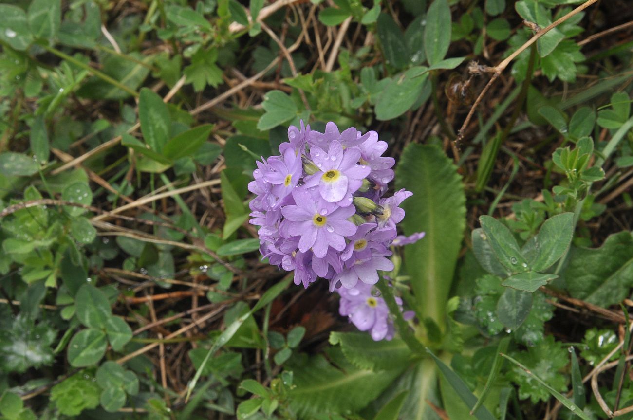 Image of Primula algida specimen.