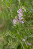 Vicia biennis. Верхушка побега с соцветием. Ростовская обл., Неклиновский р-н, пос. Мержаново, песчано-каменистый берег. 03.06.2018.