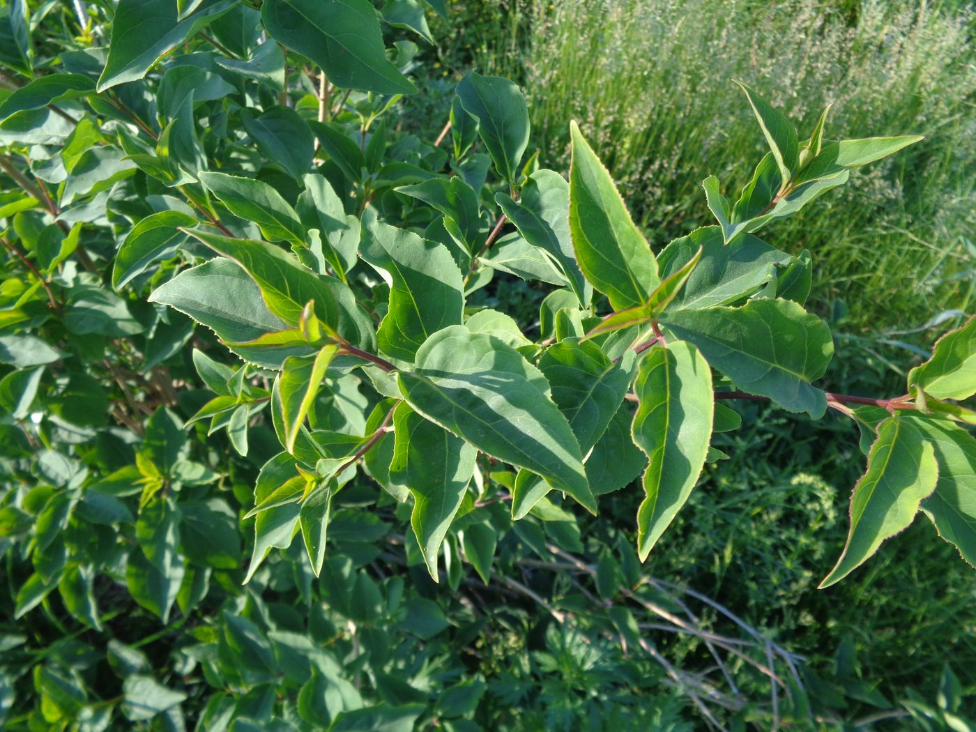 Image of Forsythia ovata specimen.