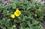 Potentilla acaulis