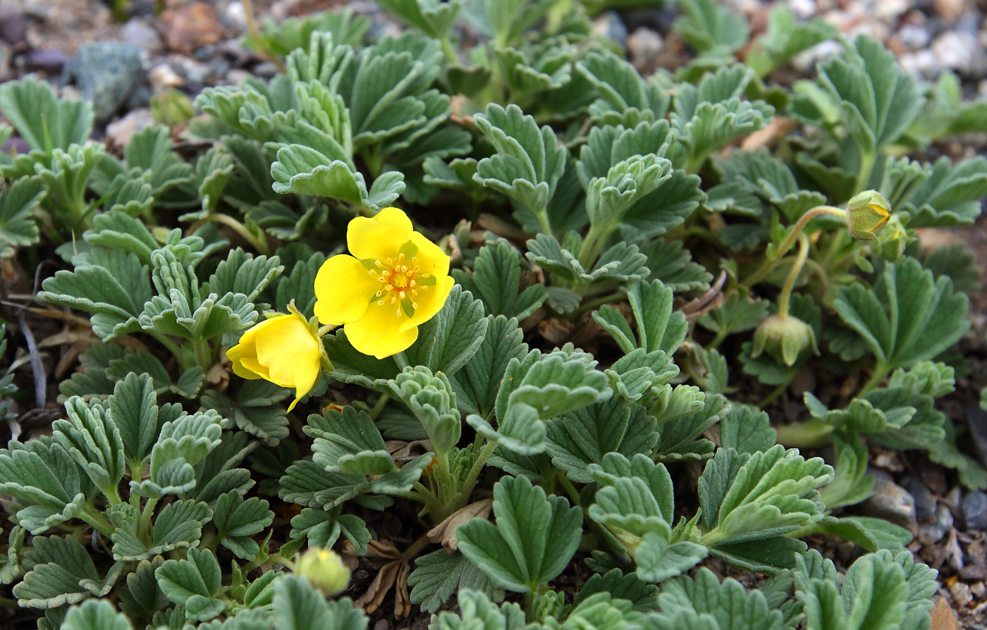 Image of Potentilla acaulis specimen.