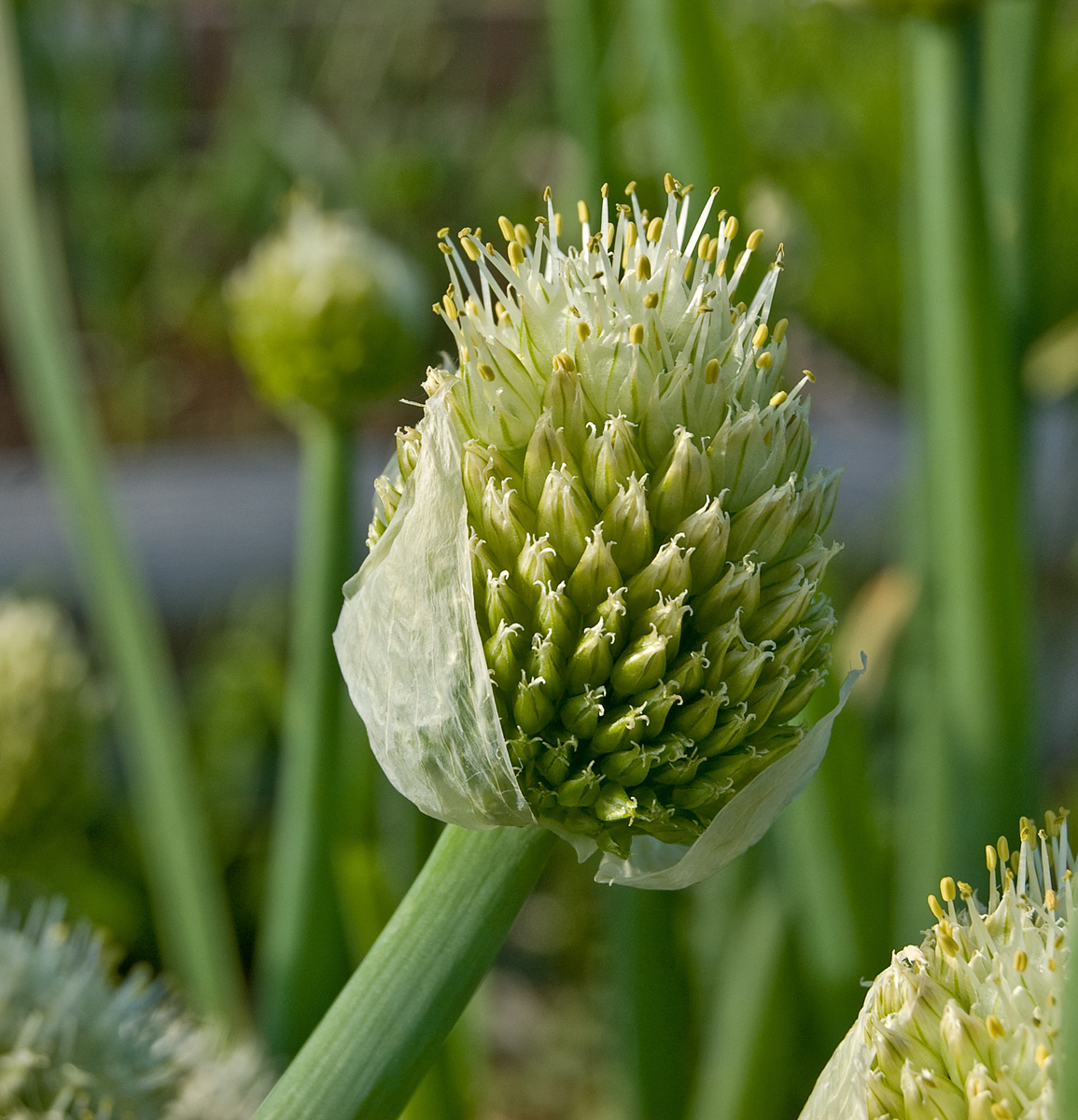 Изображение особи Allium fistulosum.