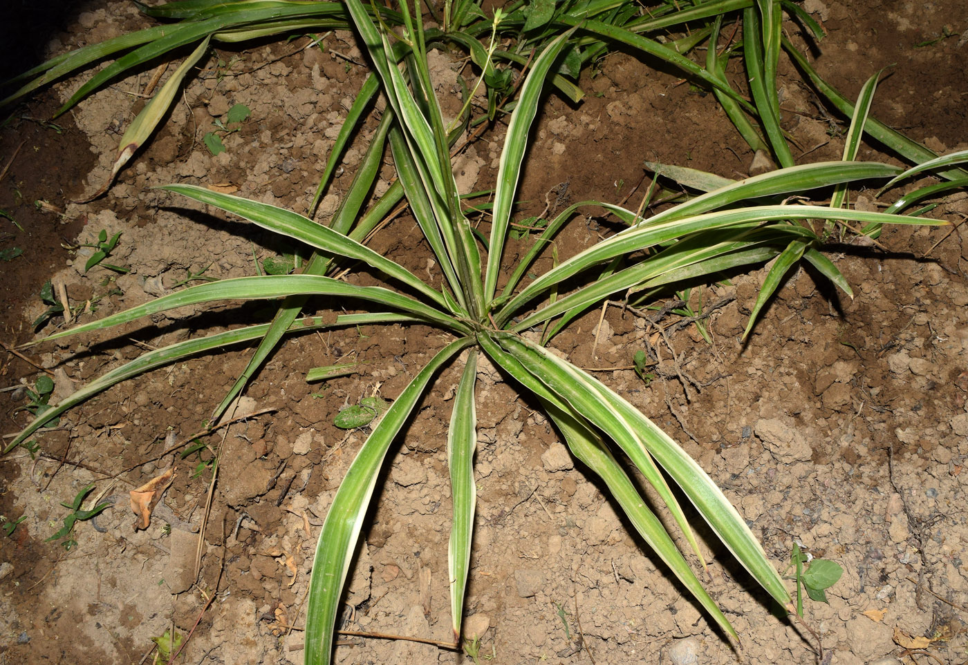 Изображение особи Chlorophytum comosum.