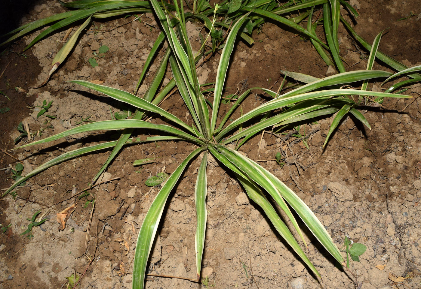 Image of Chlorophytum comosum specimen.
