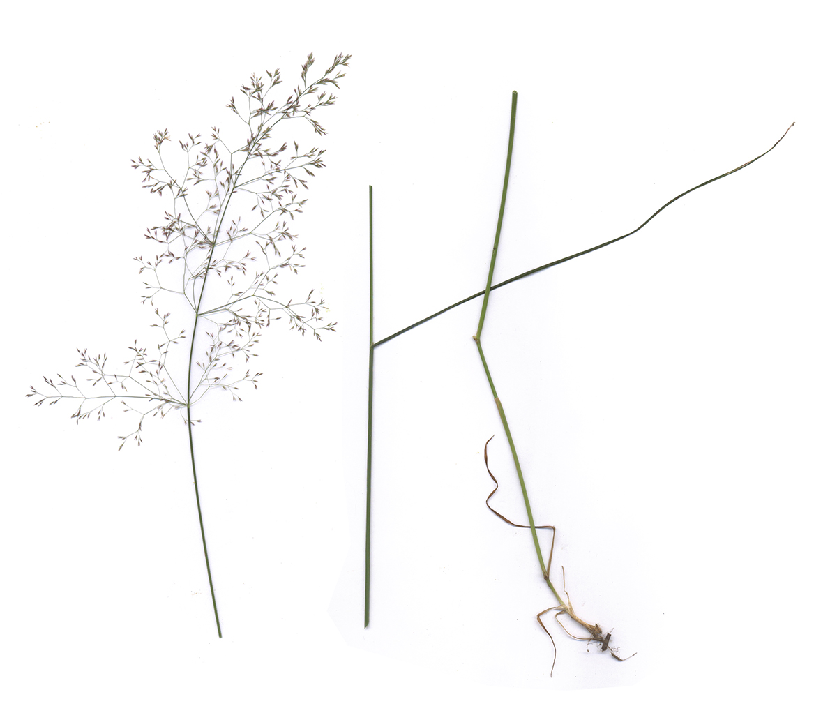 Image of Agrostis tenuis specimen.