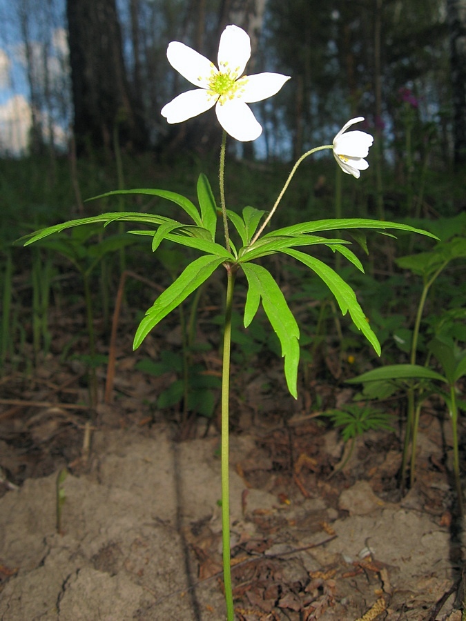 Изображение особи Anemone caerulea.